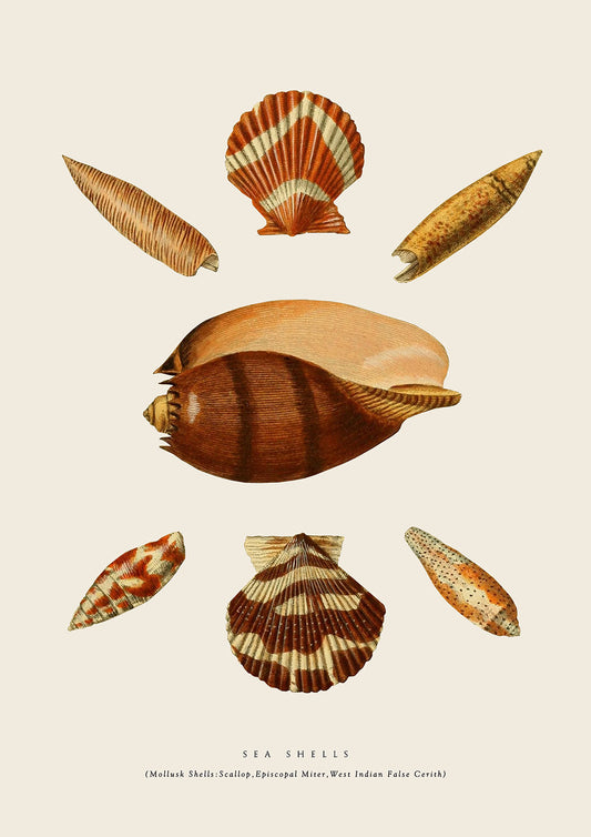 Mixed SeaShells