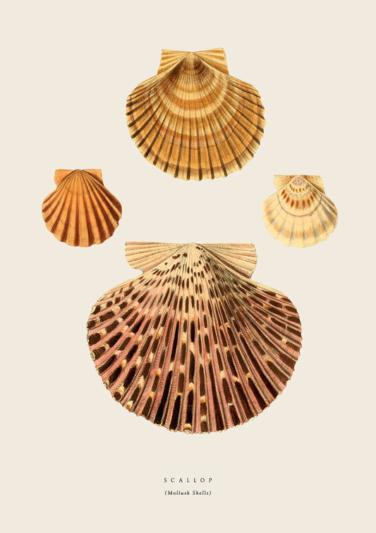 Scallop SeaShells