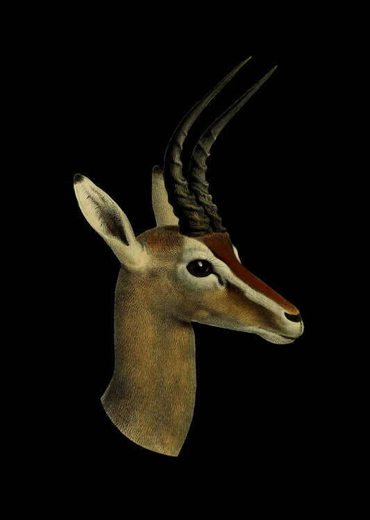 Springbok - Black