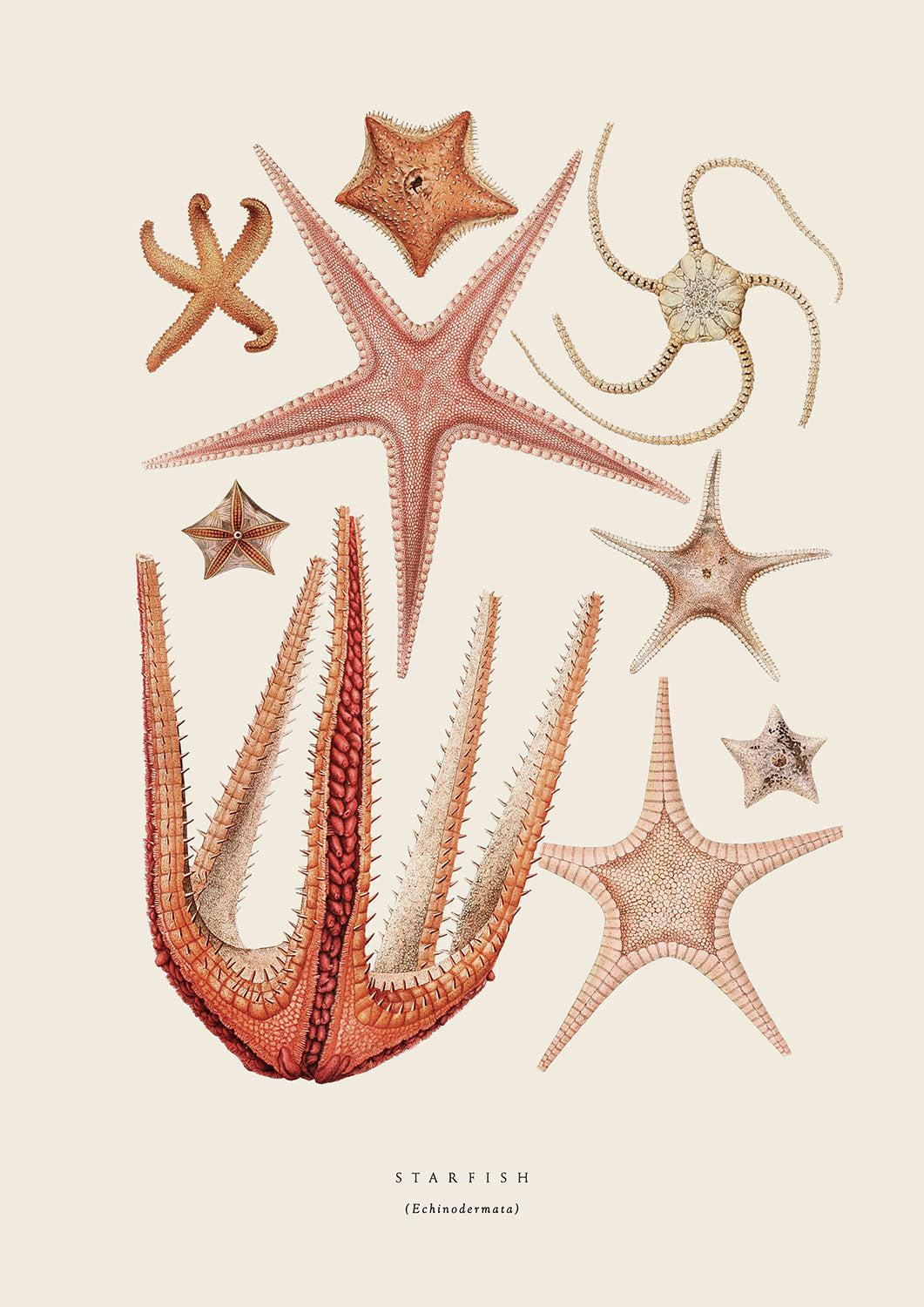 Starfish_1