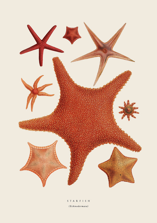 Starfish_2