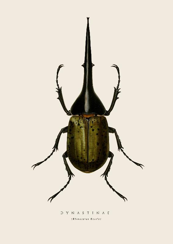 Rhino Beetle