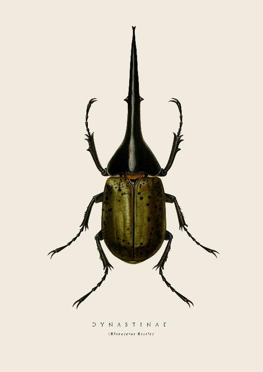 Rhino Beetle
