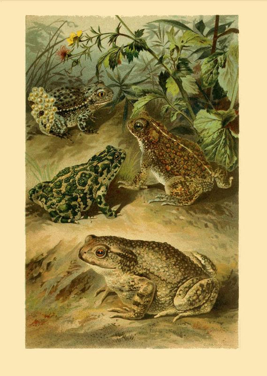 Wonderland Frogs