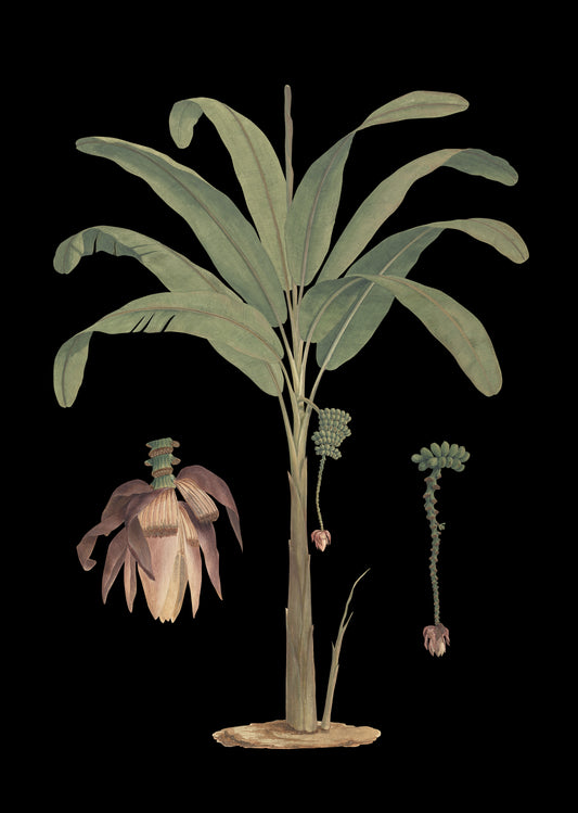 Banana Tree (Black)