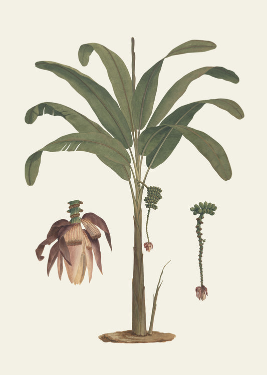 Banana Tree (Cream)