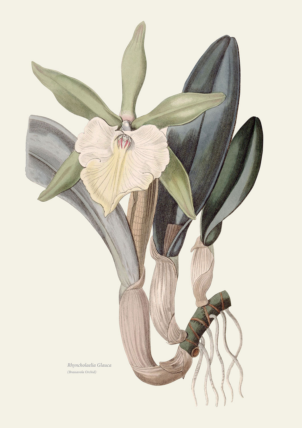Wild Orchids - BigLip