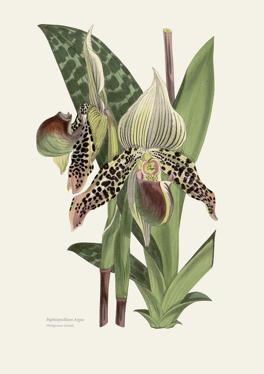 Wild Orchids - Philppiniun