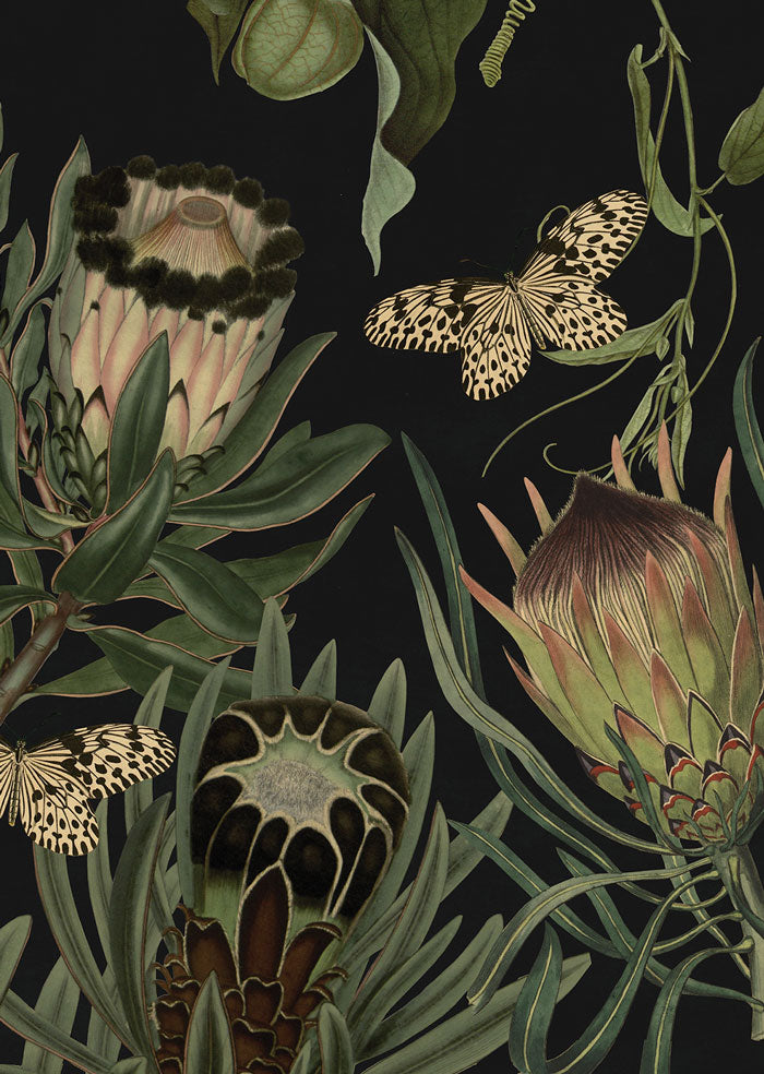 Exotic Protea - Black – soilprints