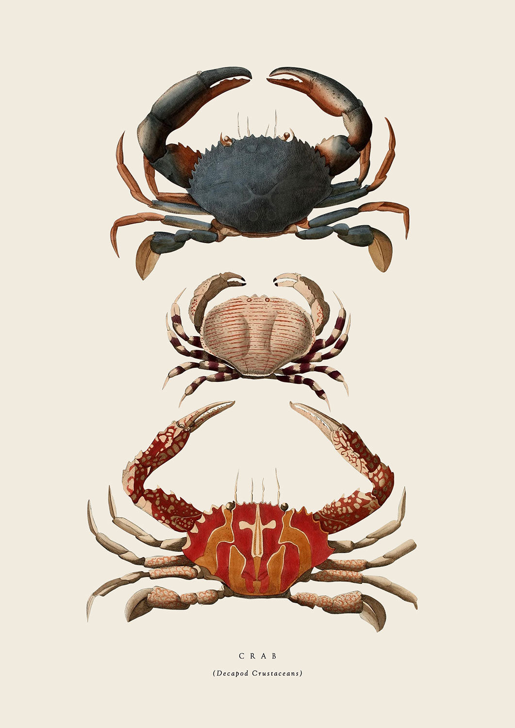 Sea Creatures – soilprints