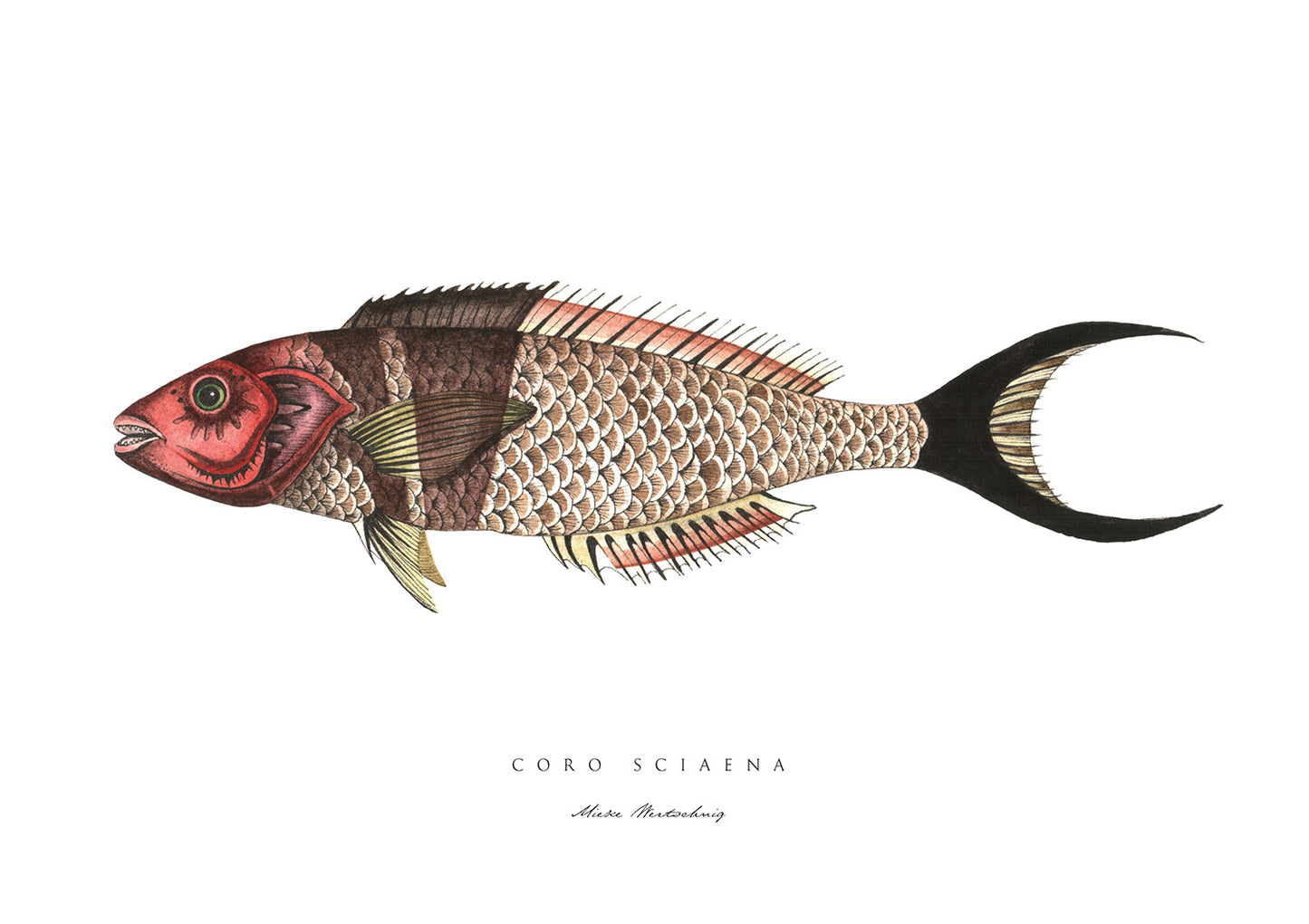 Coro Fish