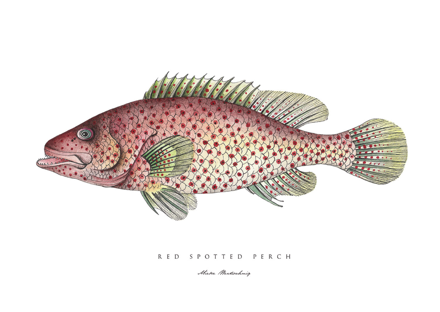 Red Spotted Perch Fish – soilprints