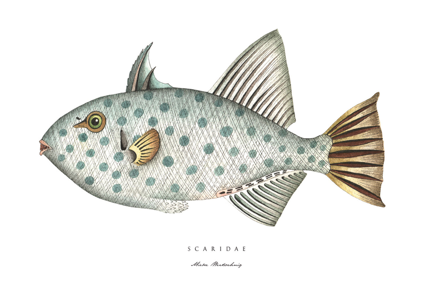 Scaridae Fish