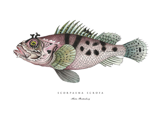 Scorpaina Fish