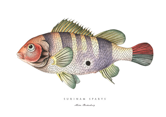 Surinam Sparys Fish