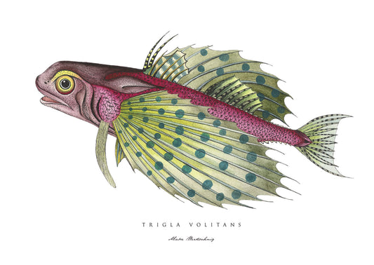 Trigla Volitans Fish
