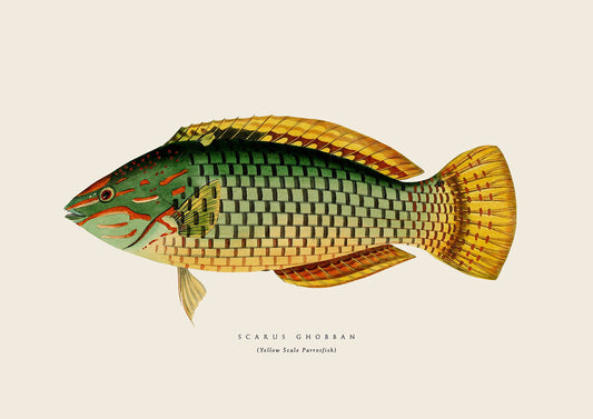 YellowScale Fish