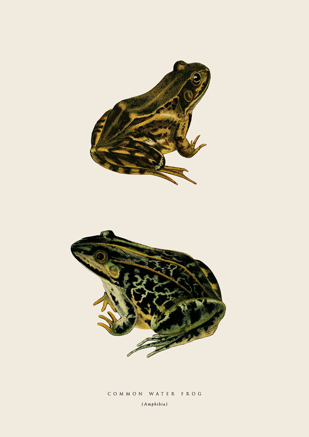 Water Frogs