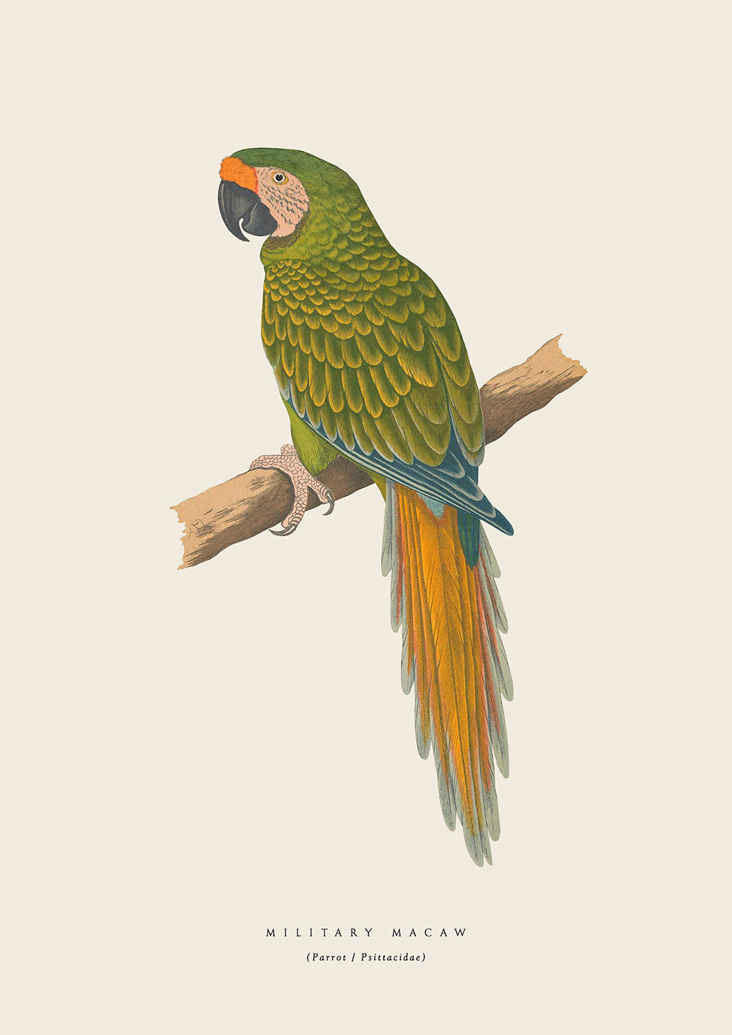 GreenMacaw Parrot