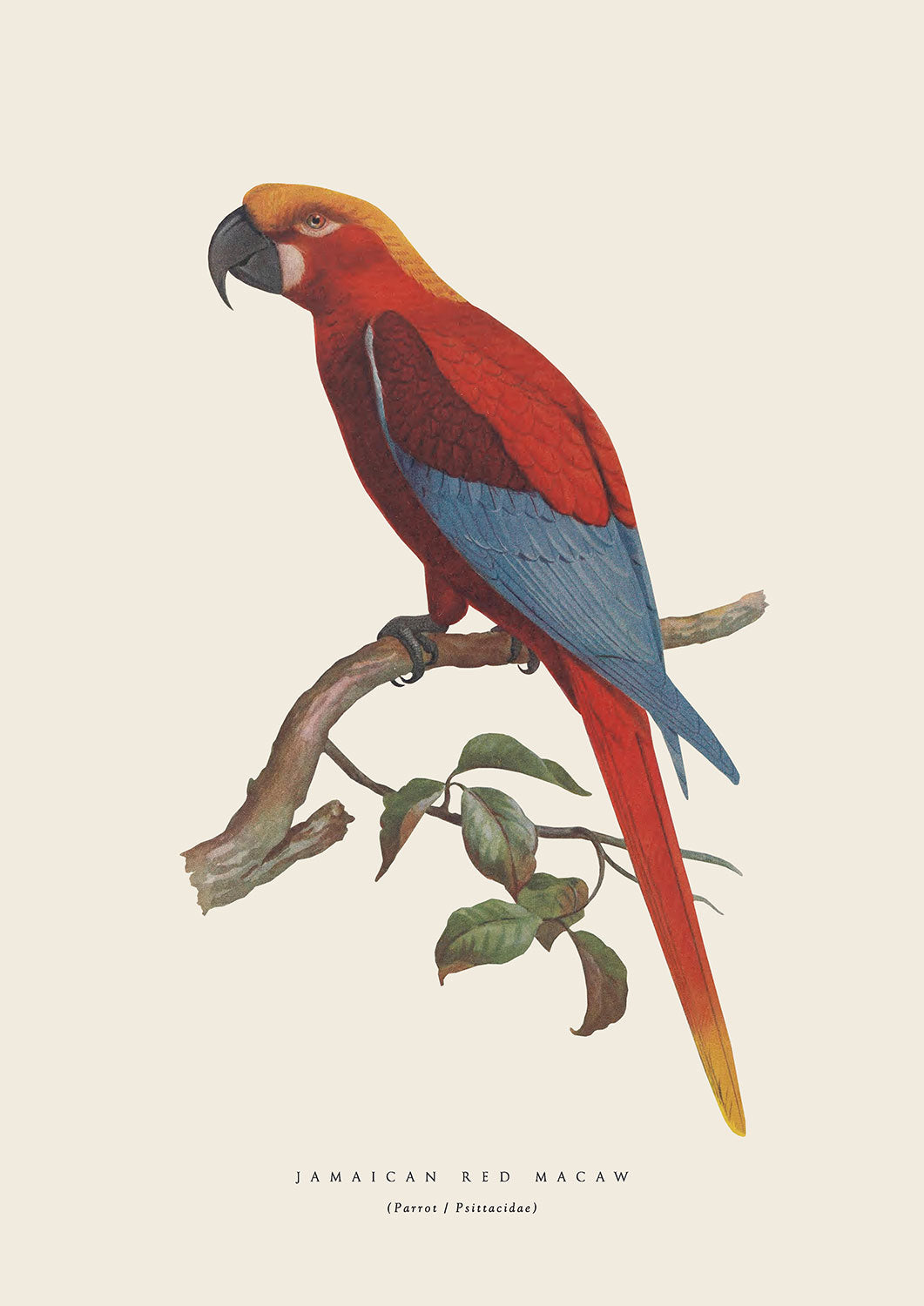 RedMacaw Parrot