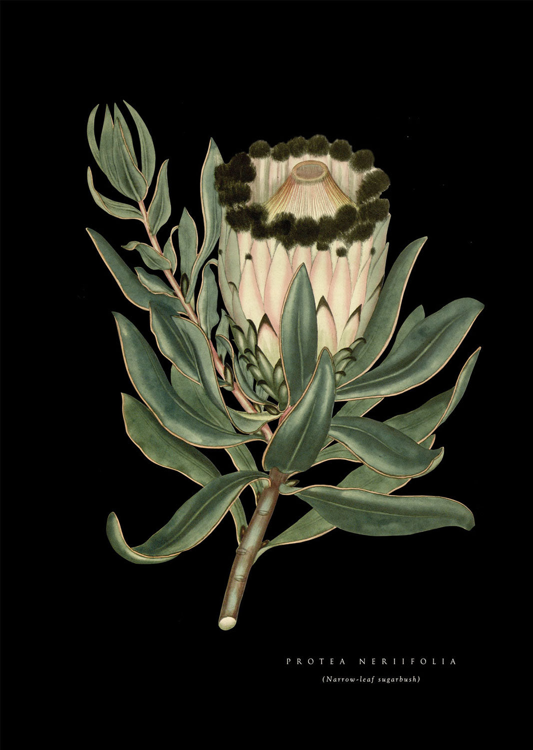 Sugarbush Protea - Black