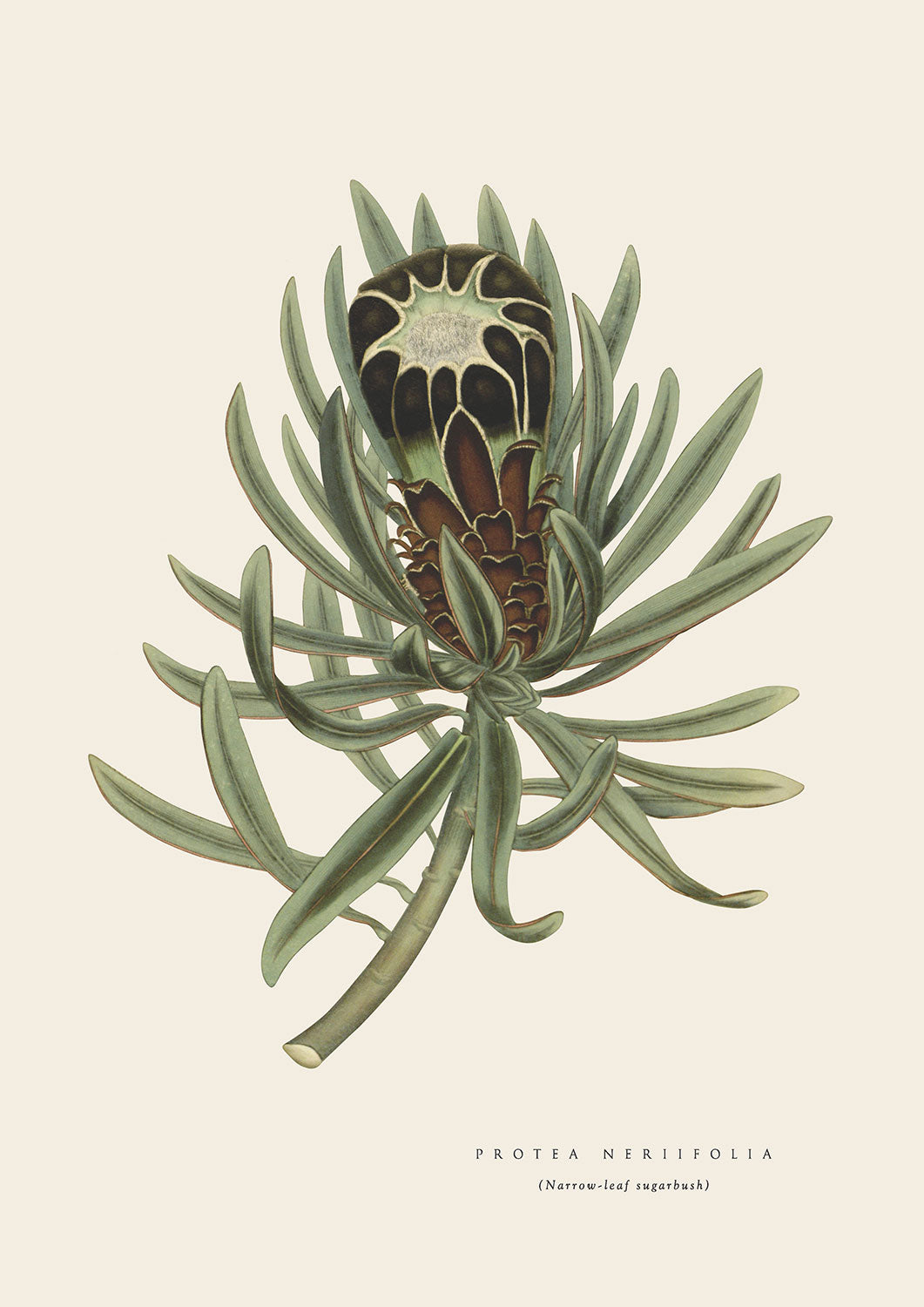 Sugarleaf Protea - Cream – soilprints