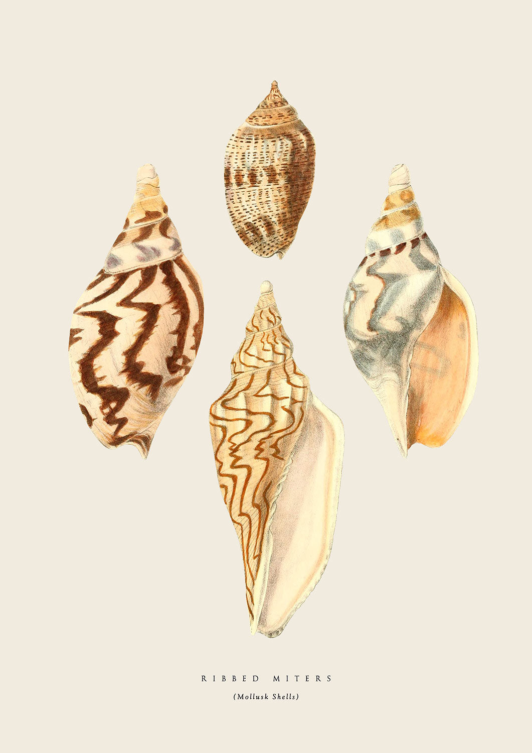 Broad Ribbed Shell Drawing Ribbed SeaShells – soilprints