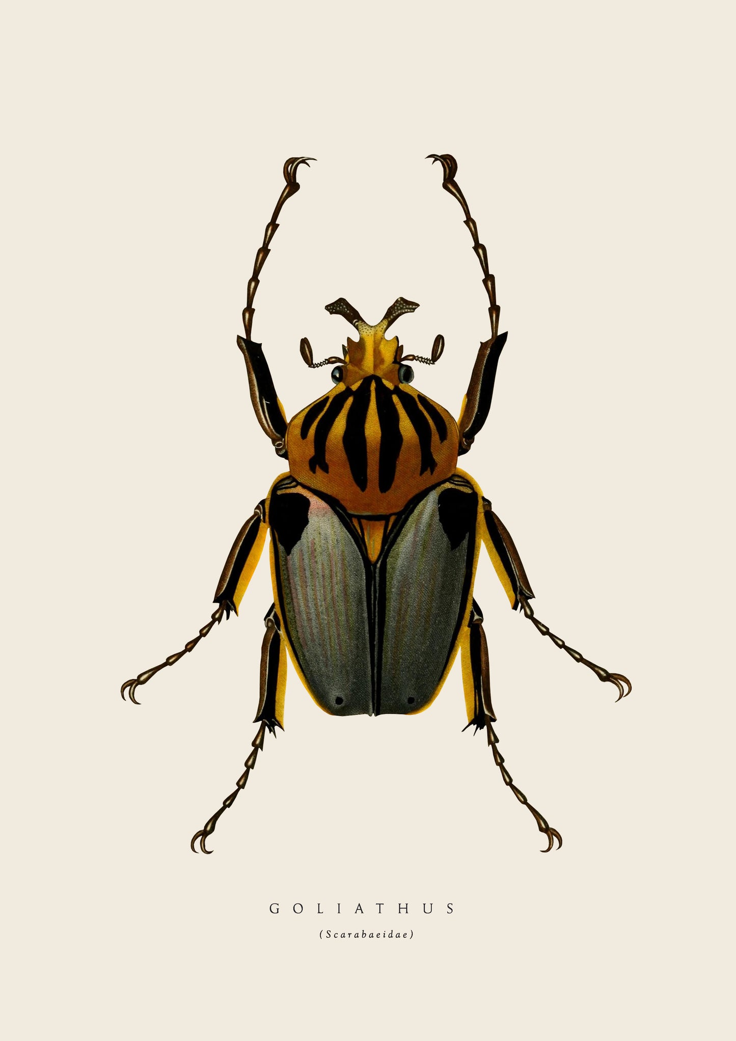 Yellow Beetle